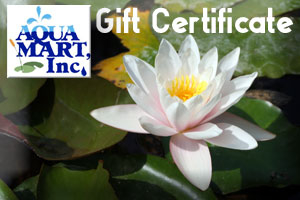 Gift Certificate image