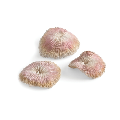 Image biOrb Seychelles Plate Coral Set of 3  72675